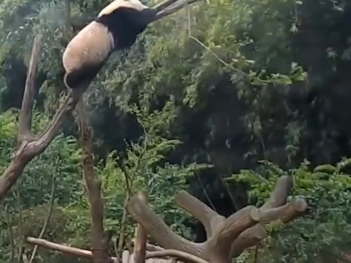 638 大熊猫在自然界没有天敌,为什么还会濒临灭绝呢?