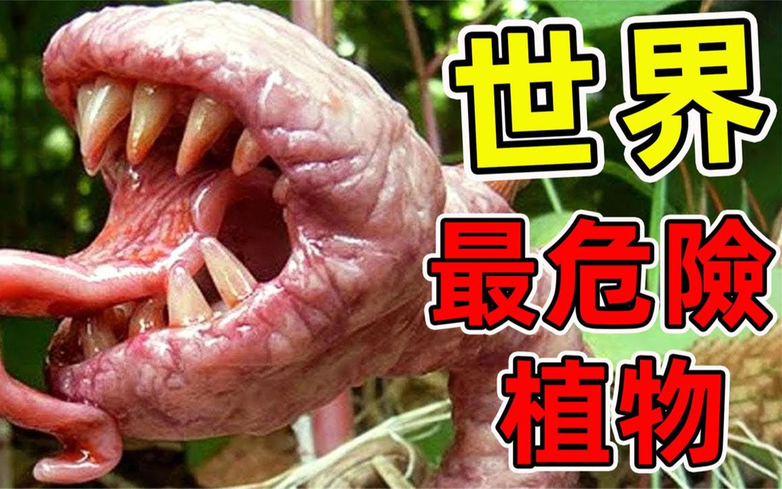 10种最危险的吃肉植物!真实存在的食人花,第一名千万不要碰.