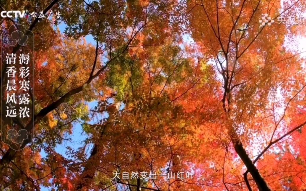 [图]【CCTV公益传播】二十四节气系列公益广告《天地有节 风雅中华》（寒露篇）