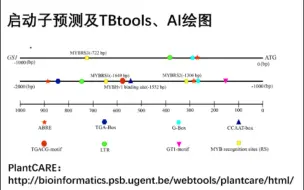 Download Video: 启动子预测及TBtools、AI绘图