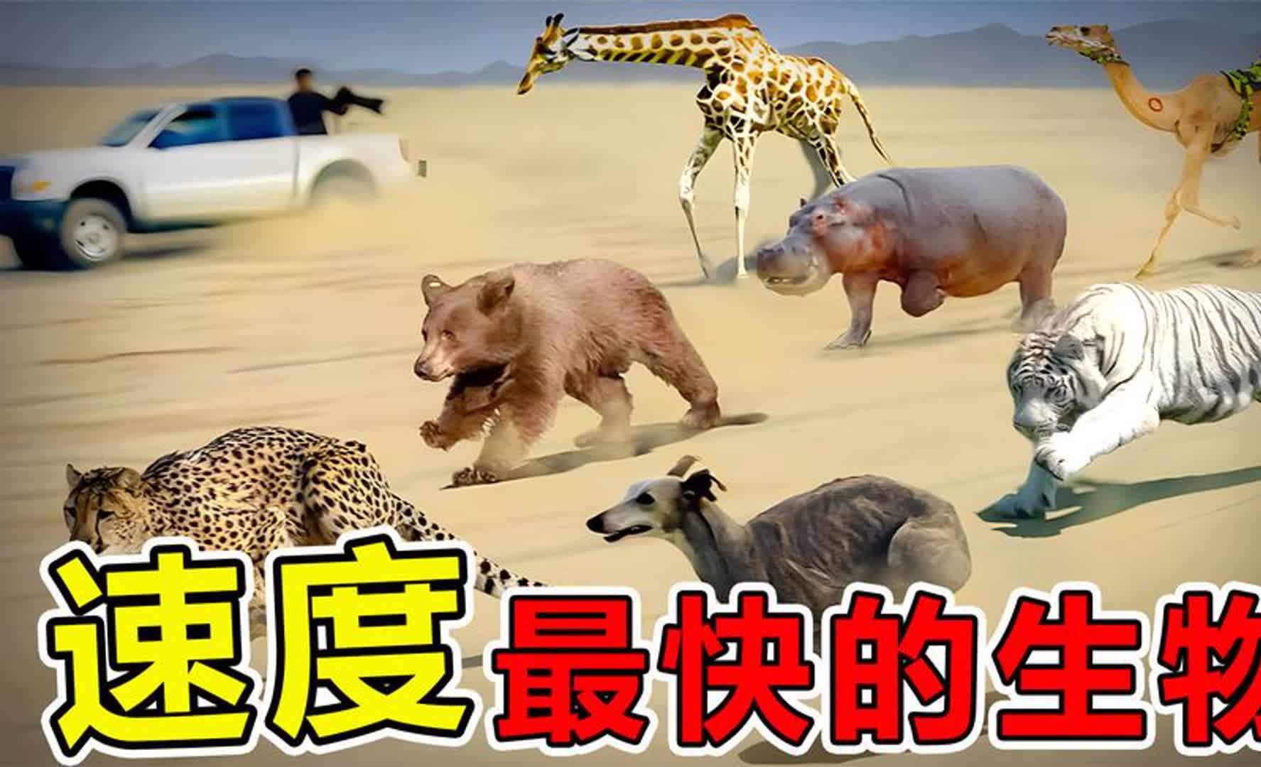 世界上"速度最快"的10种动物,第一名时速高达418公里