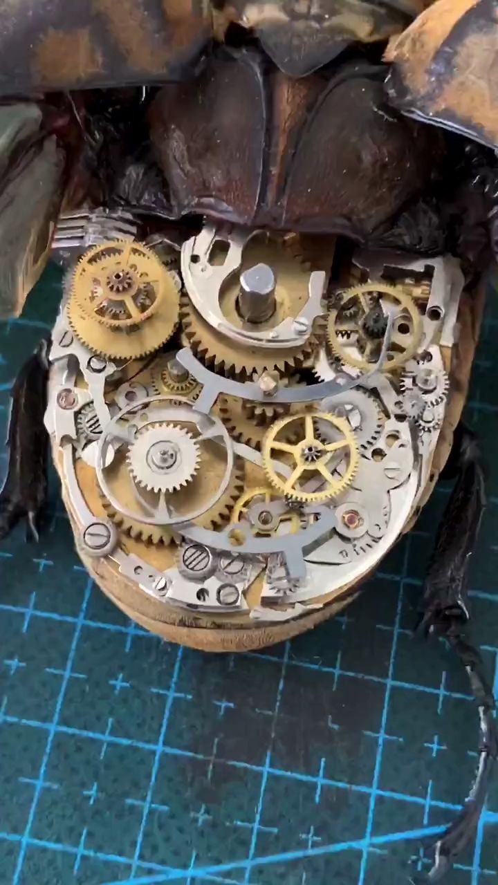 蒸汽朋克昆虫标本系列,多齿轮高技术力警告