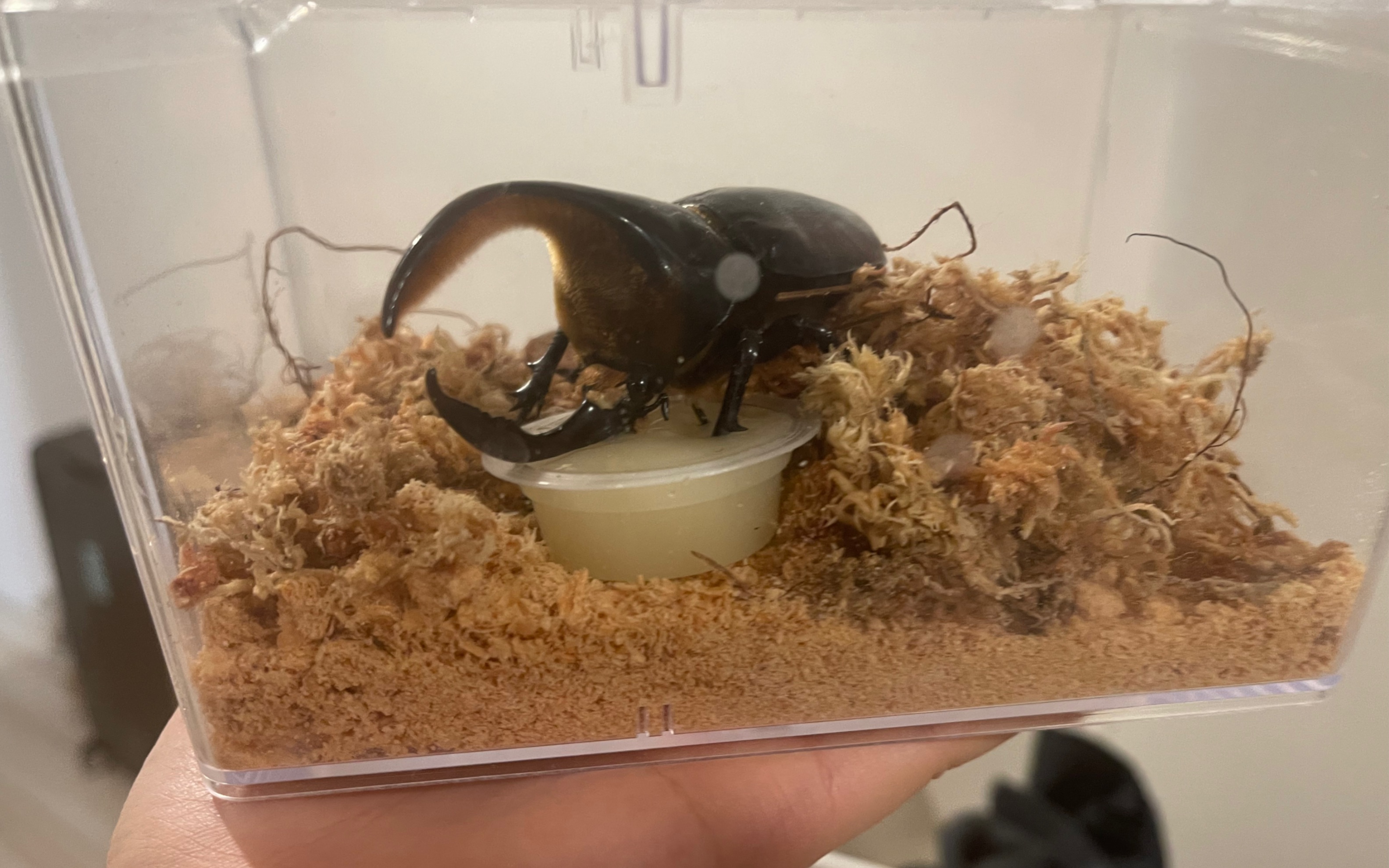 第一次日本网购,入手撒旦大兜虫!