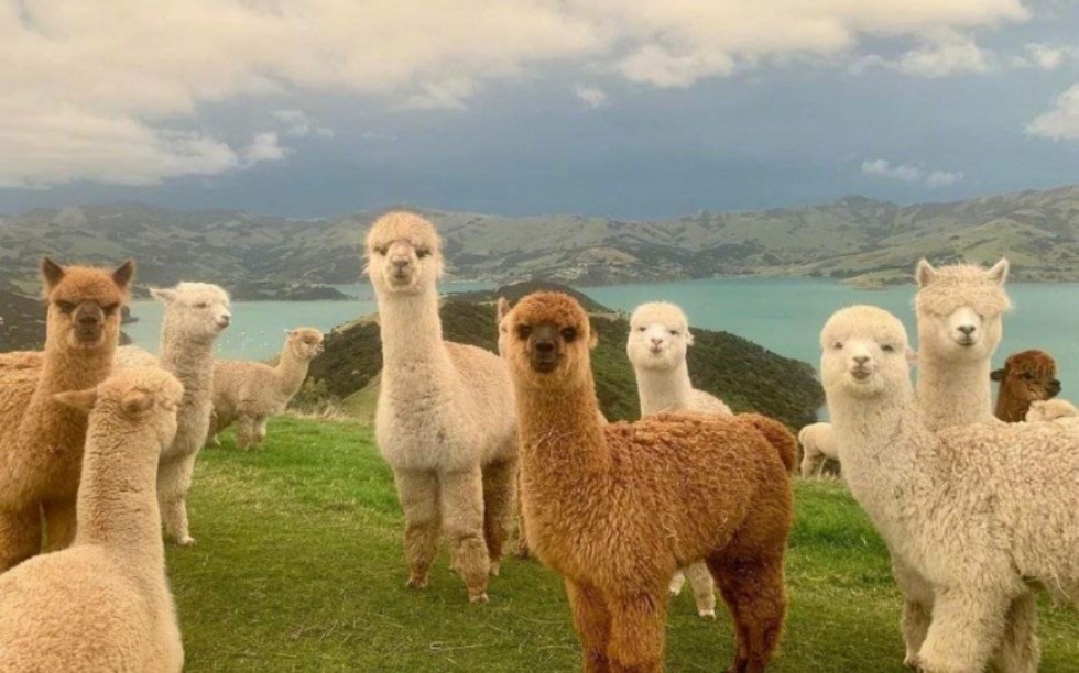 amber刘逸云:一个有趣的灵魂羊驼llama