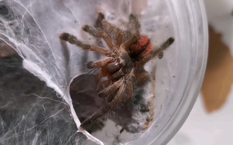 【节肢】圭亚那红树加之前大良活动抽的圭亚那粉趾喂食,我家的圭亚那