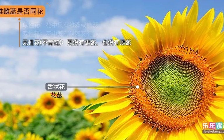 13.花的结构哔哩哔哩bilibili