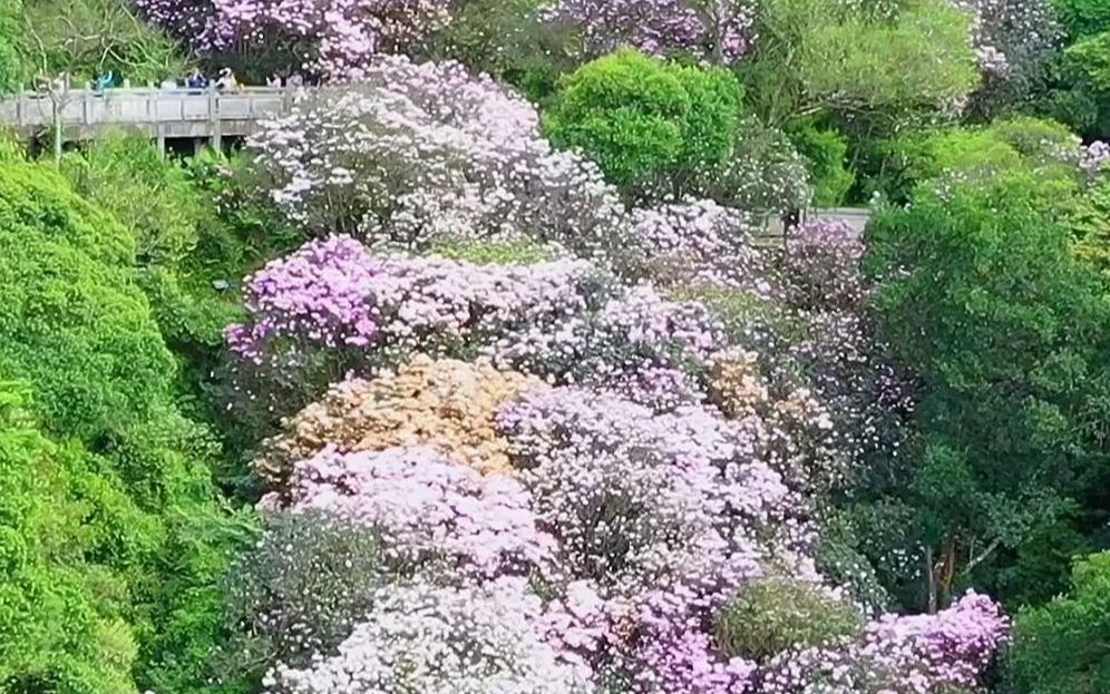 深圳梧桐山的杜鹃花开了,带上这份赏花攻略出发吧.哔哩哔哩bilibili