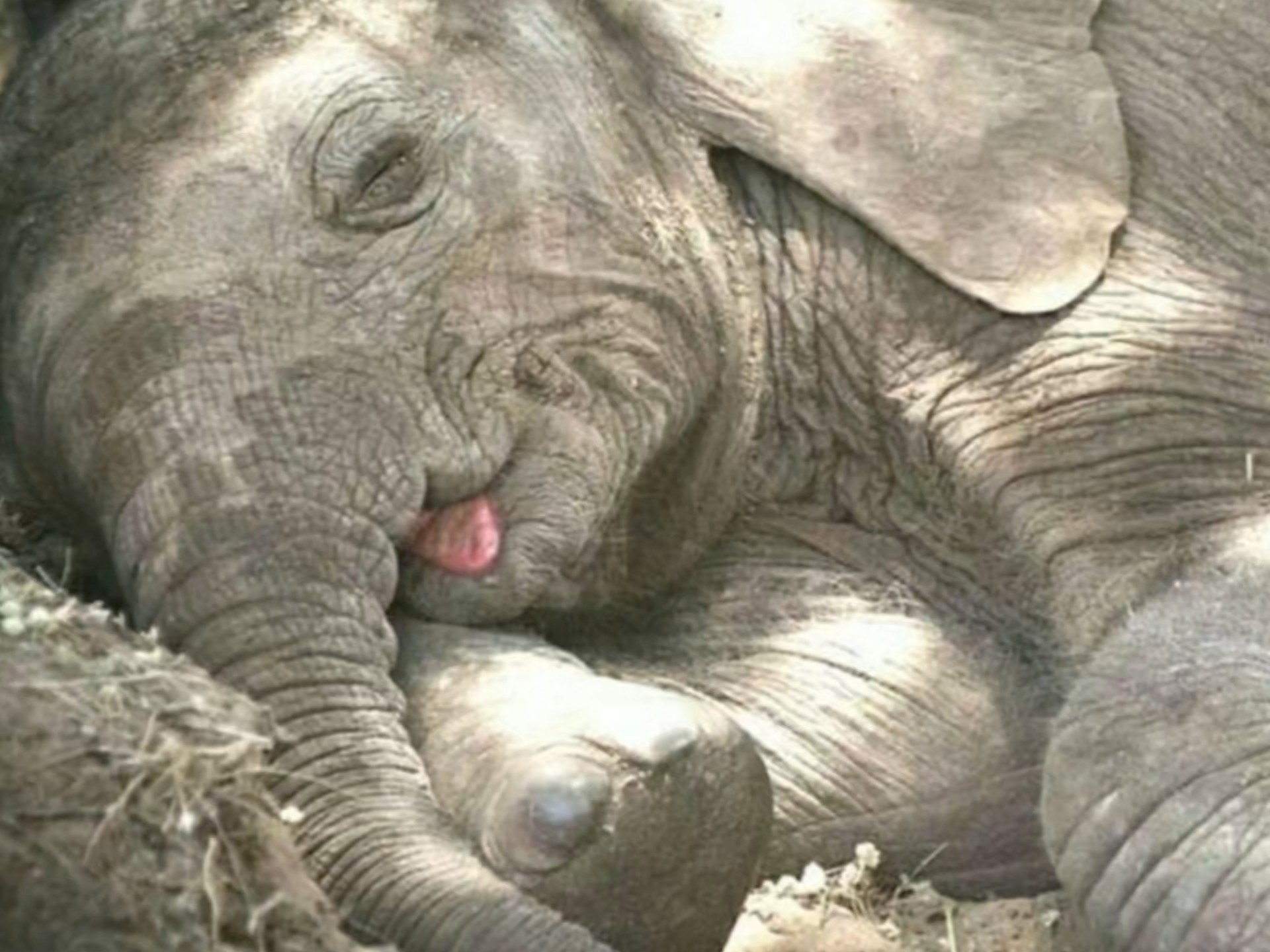 嘘!小象宝宝睡着啦