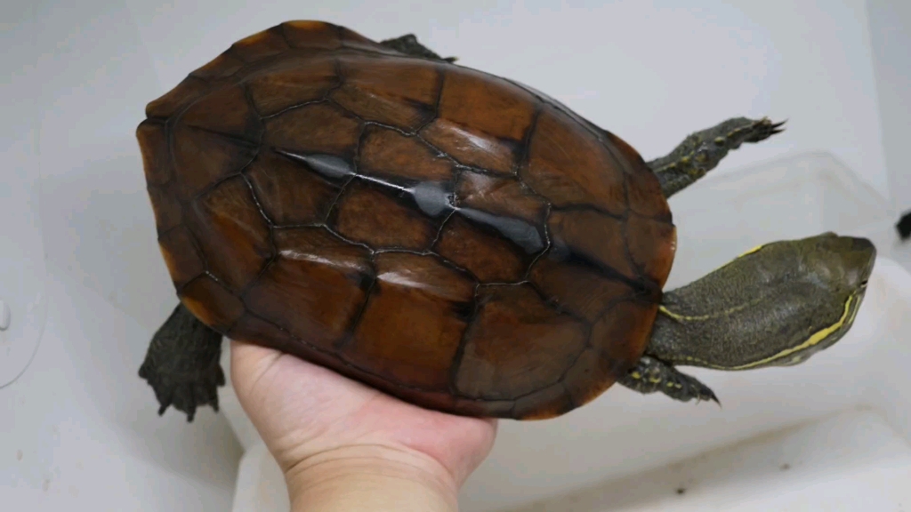 【草龟】锈墨彩出(极)翠花脸粗头纹大头母草龟