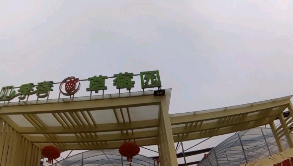 现代高效农业是农民致富的好路子【江苏镇江世业洲四季春草莓园】