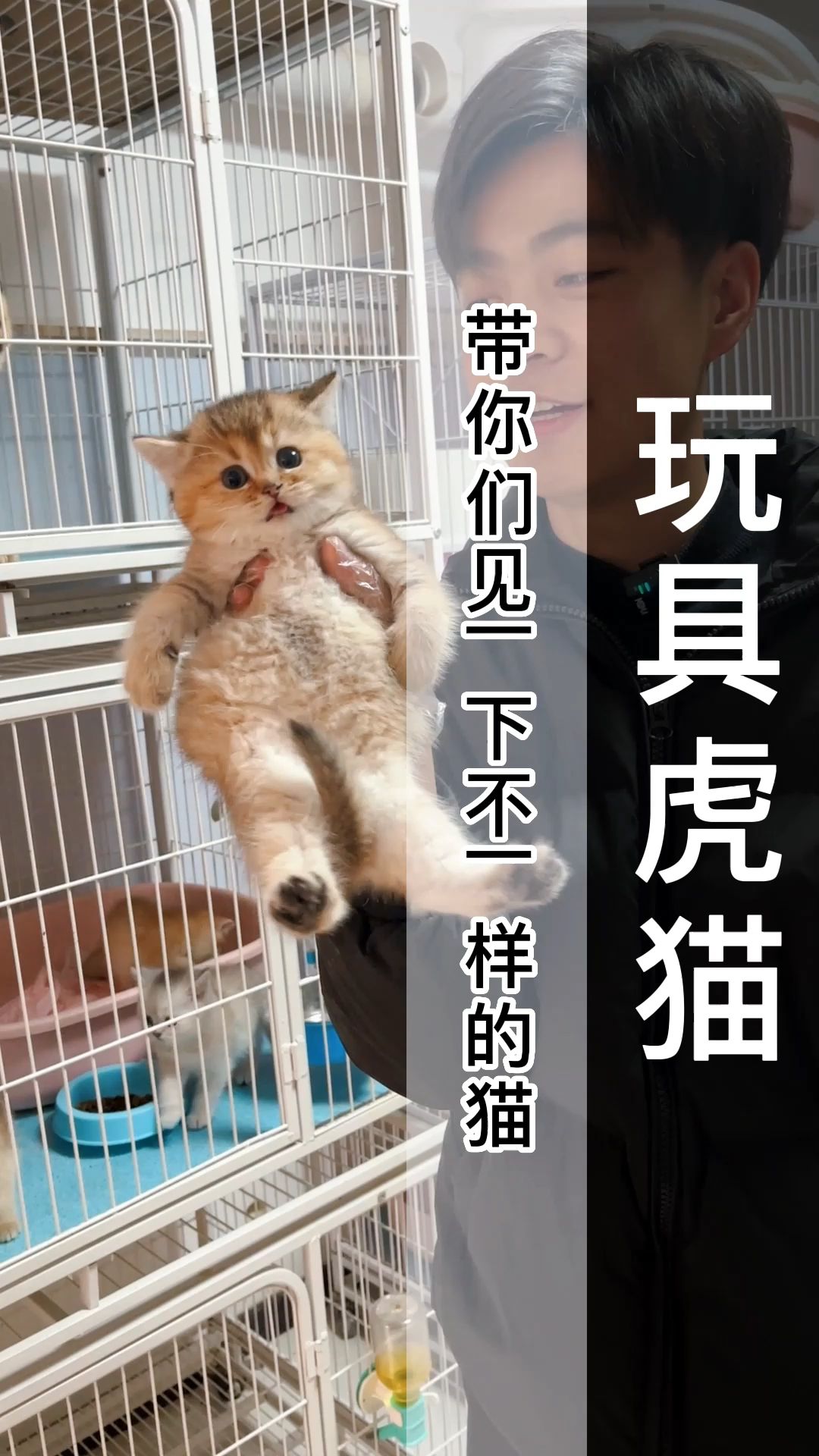 带你们去看一窝比较少见的品种——玩具虎猫(b467)