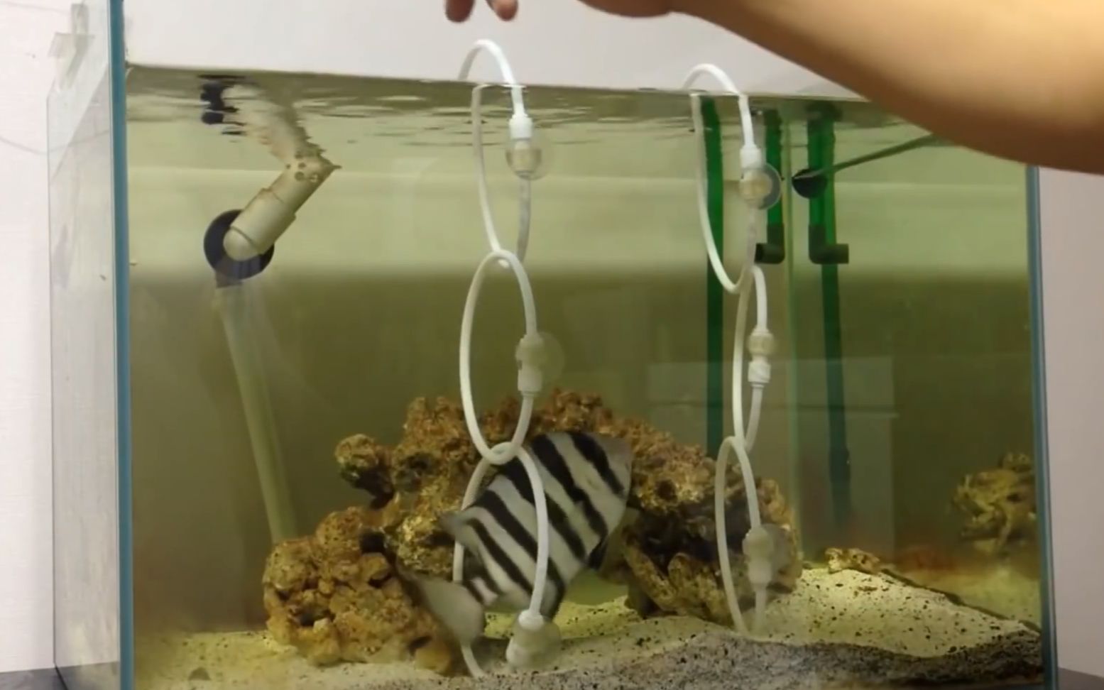 鱼可以有多聪明条石鲷表演钻圈