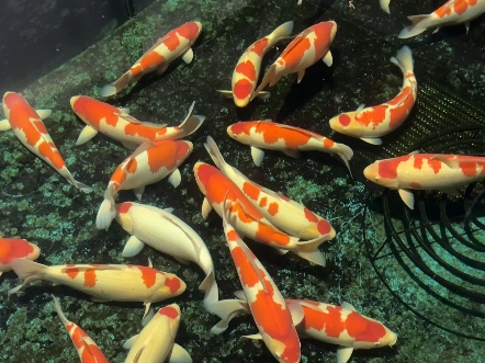 《锦鲤》精品丸山红白,丹顶,50-60公分