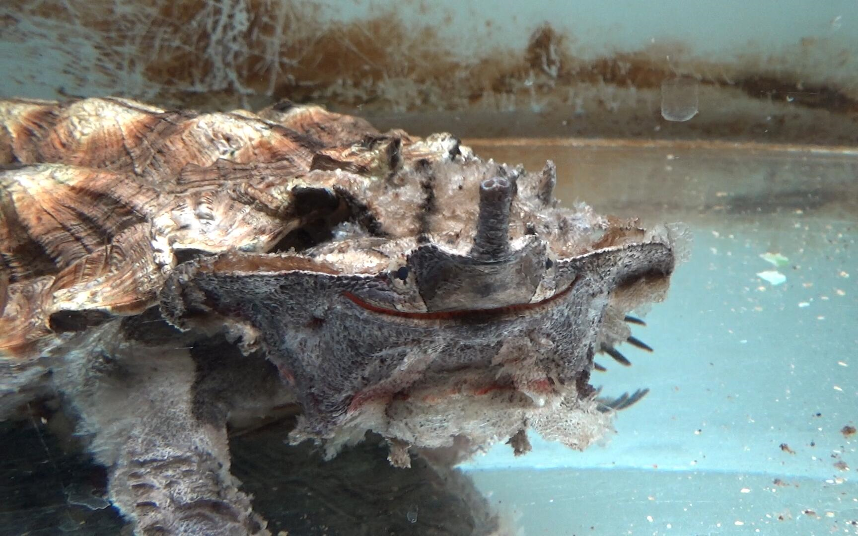 【乌龟】玛塔龟的日常001