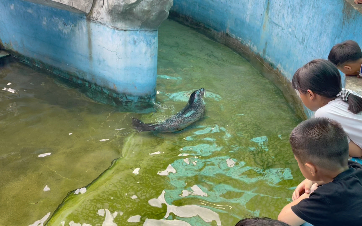 动物园海豹