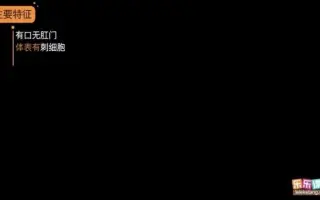 无脊椎动物 哔哩哔哩 Bilibili