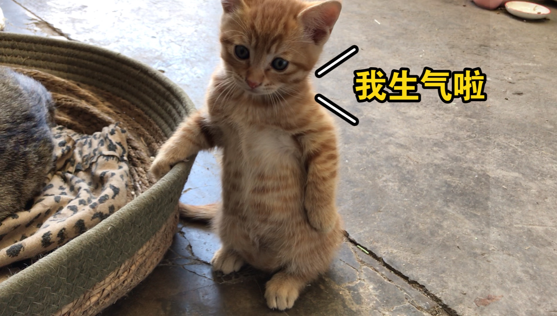 摸小猫手手被嫌弃了