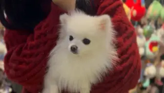 你的小可爱突然出现