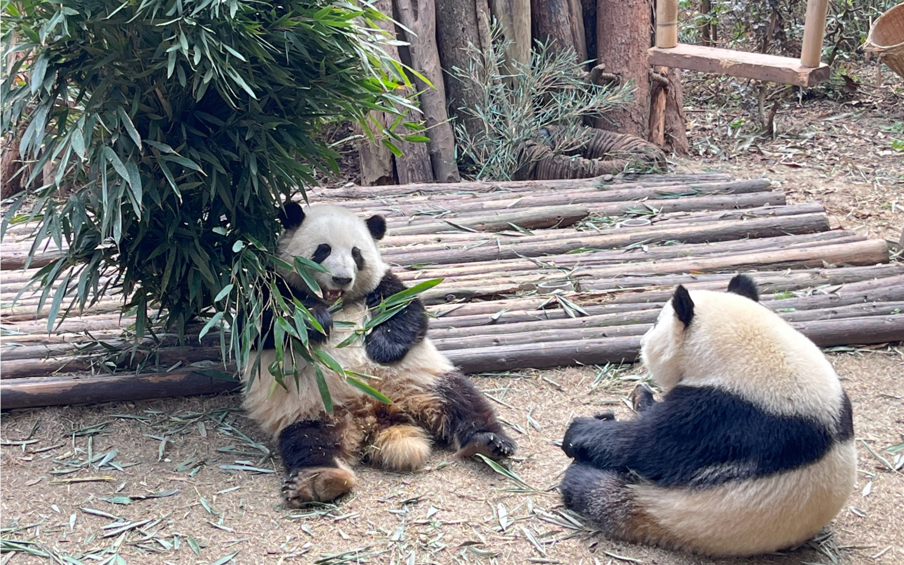 【熊猫】花花,果赖(过来)吃苹果