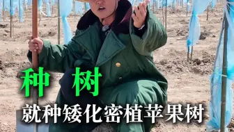 就种矮化密植苹果树《种树》