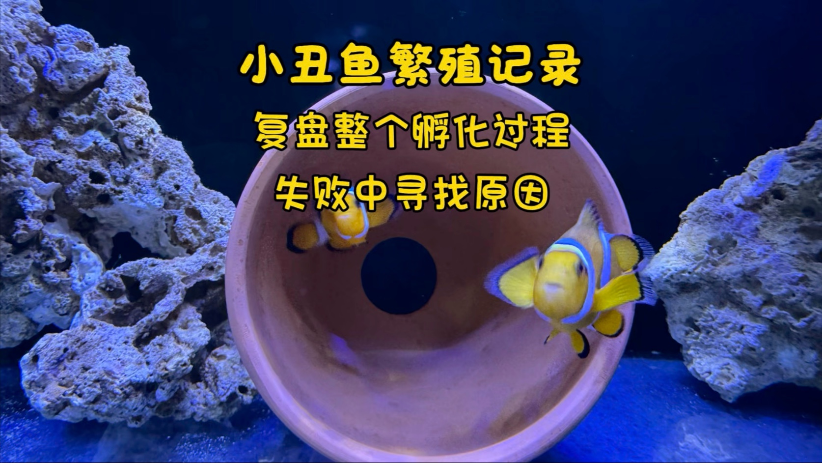 小丑鱼繁殖记录,复盘整个孵化过程,失败中积累经验