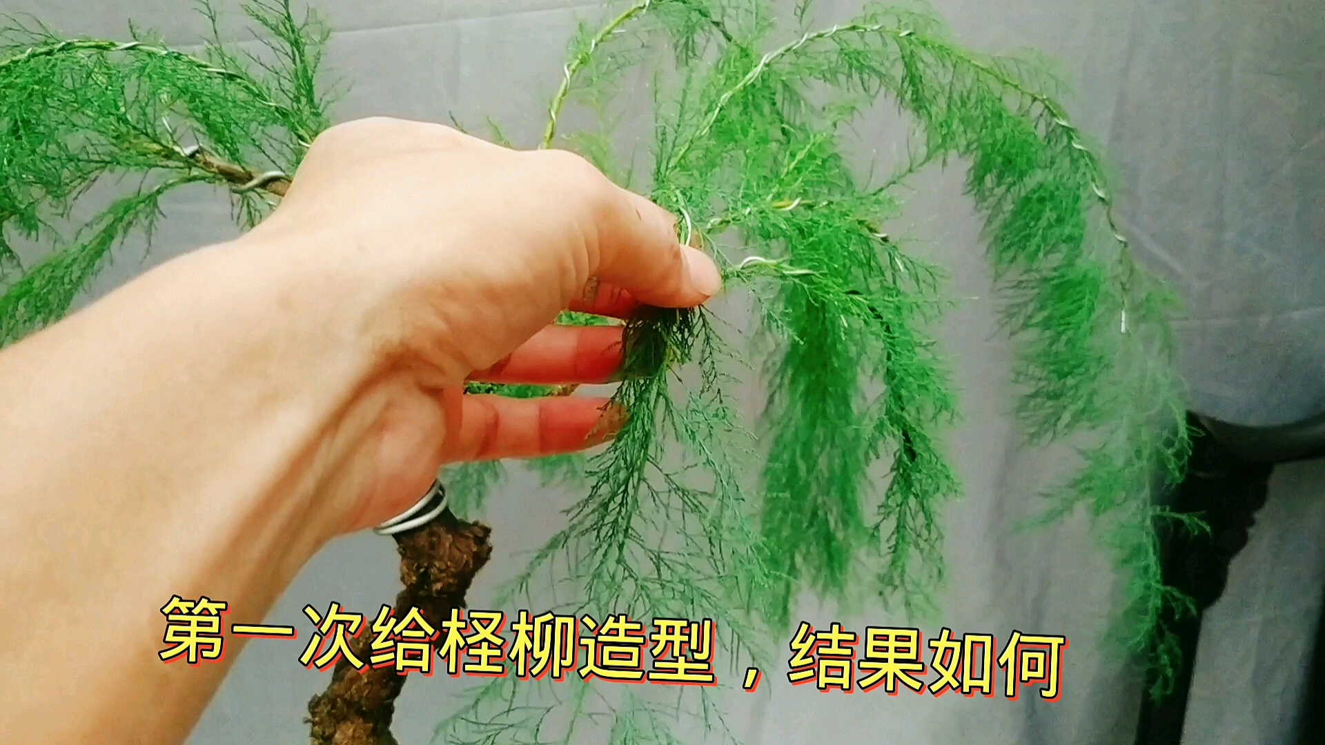 [图]奇特的植物柽柳，第一次给它修剪造型，最后的形态会如何呢？