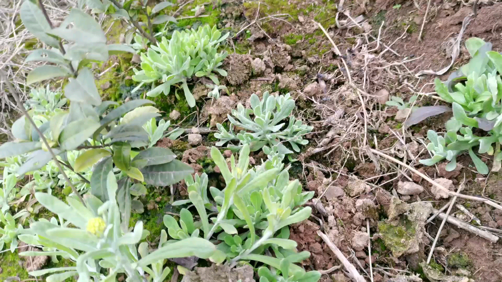 梅子青棉花图片