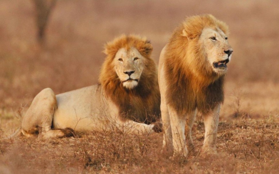 南非thanda私人保护区 一对金色的雄狮兄弟