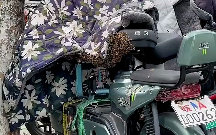 电动车吸引一大群蜜蜂,挡风被瞬间成"蜂巢"