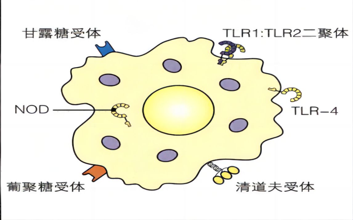 詹韦免疫生物学第三讲:固有免疫应答(三)——模式识别受体哔哩哔哩bilibili