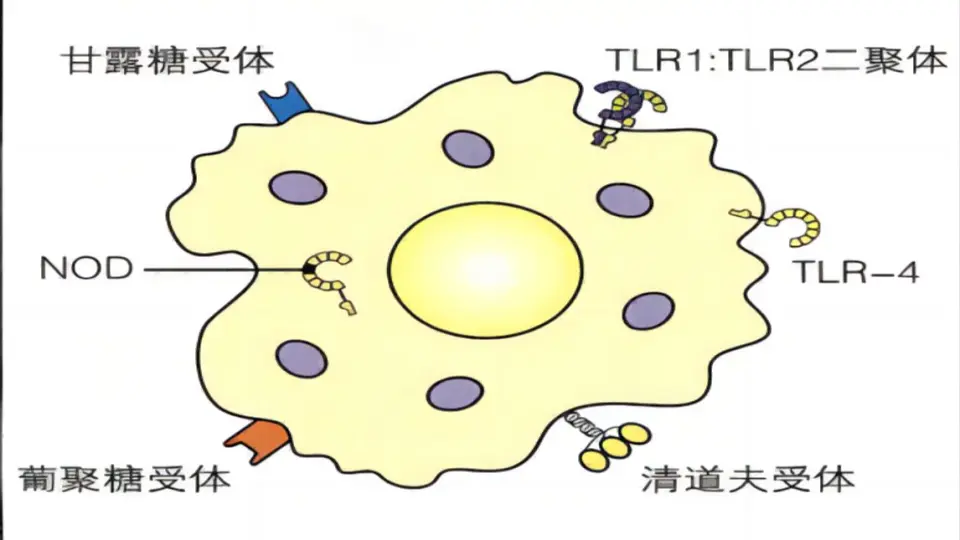 詹韦免疫生物学》（第9版）配套视频Videos of 'IMM9'_哔哩哔哩_bilibili