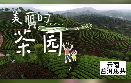 [图]#我家云南美 #生物多样性 #茶 思茅万亩有机茶园“绘”景明