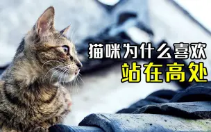 Download Video: 猫咪为什么喜欢站在高处？