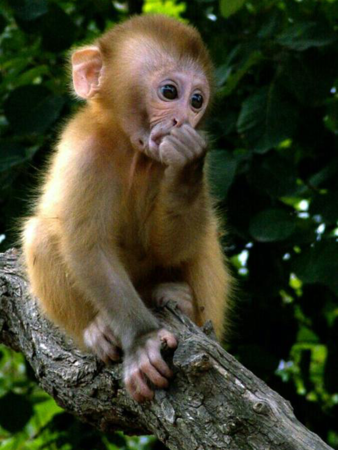 美猴猴国成立猴民生活大赏