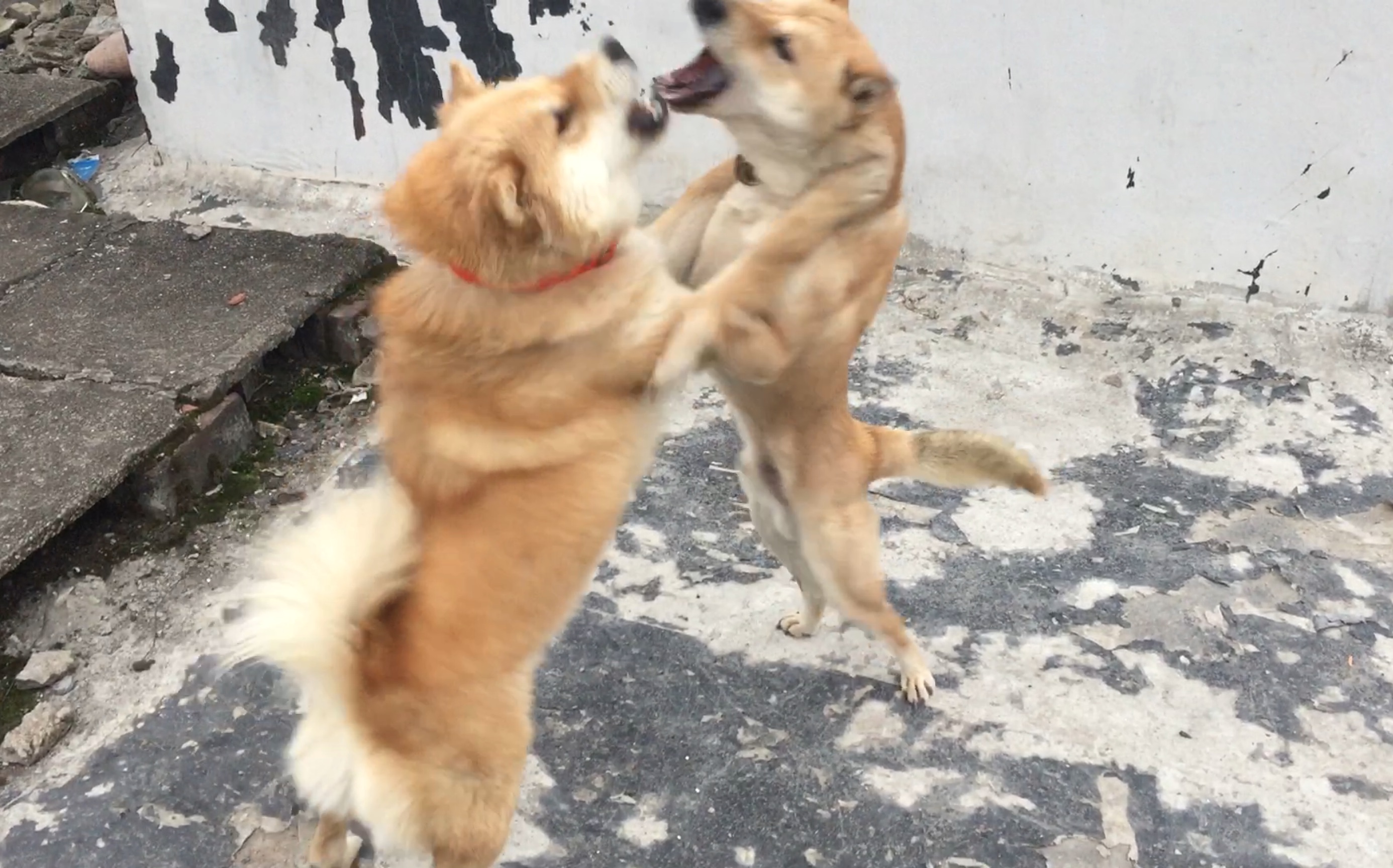 家有萌犬打架不存在的每天必在这个地方疯玩够