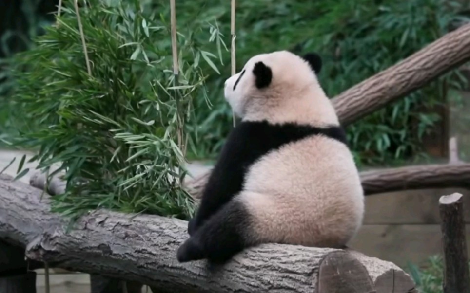 mini福宝的背影杀,太可爱了