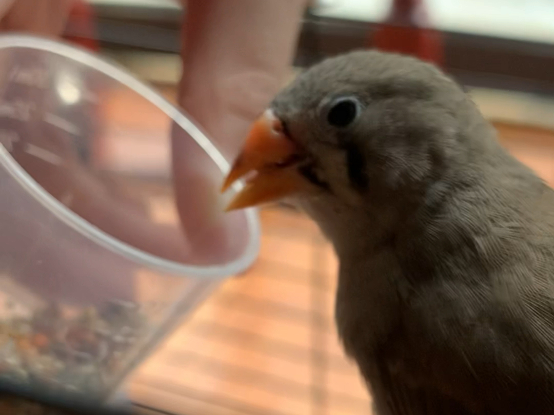 蛋饼吃饭(人工喂食)(珍珠鸟)
