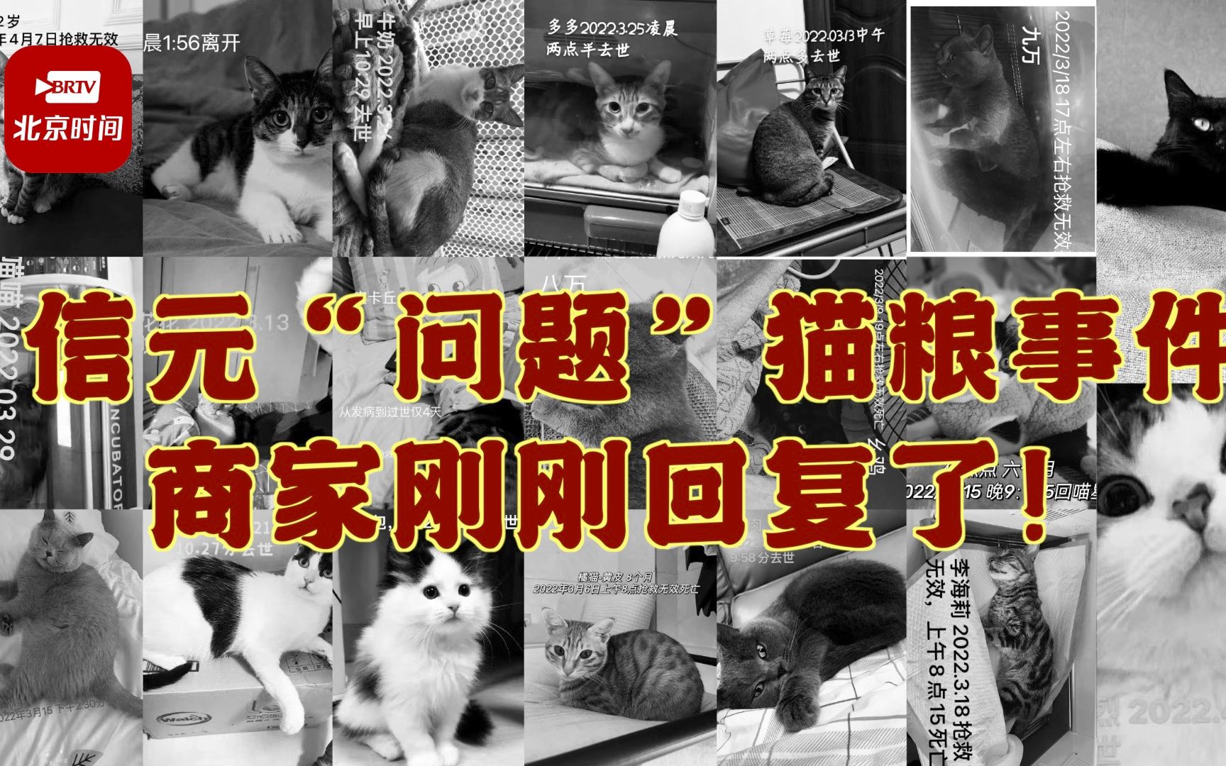 信元问题猫粮事件商家称猫粮符合国标 涉事猫主:检测不完整 我们不信哔哩哔哩bilibili