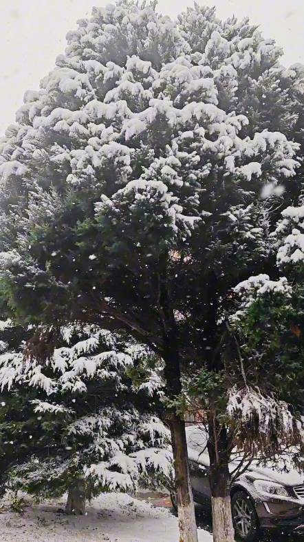 下雪咯!(注意听bgm[脱单doge][脱单doge][脱单doge])