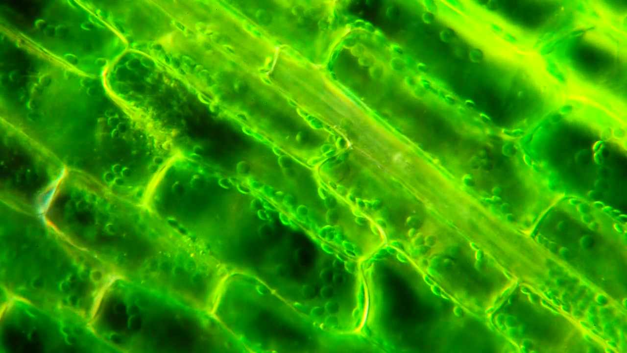 chloroplasts cytoplasmic streaming in elodea 叶绿体细胞质流动