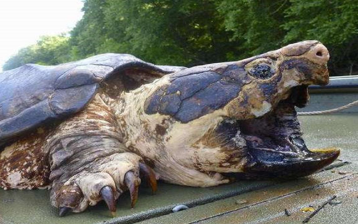 最大的乌龟巨型图片