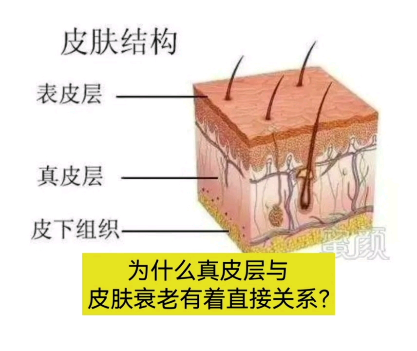 真皮层与皮肤衰老有着直接关系哔哩哔哩bilibili