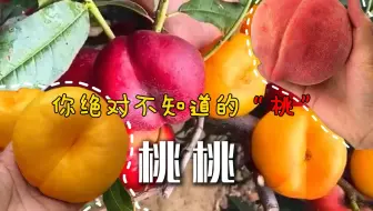 你最喜欢哪款桃？