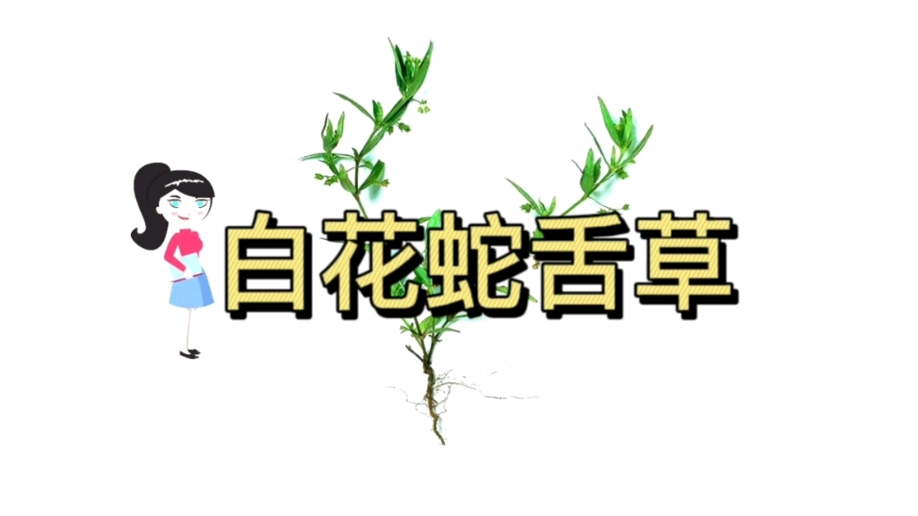 白花蛇舌草的功效与作用哔哩哔哩bilibili