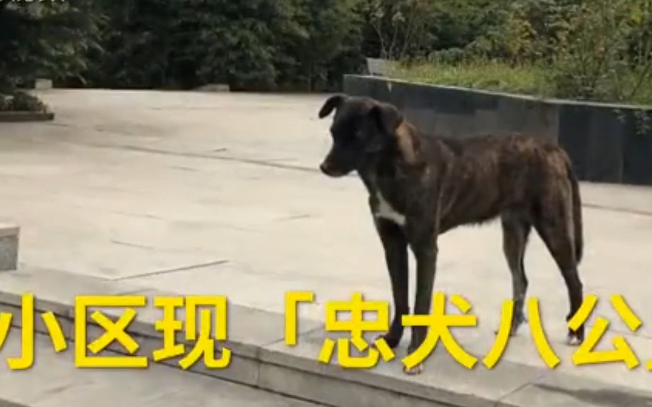 西安版忠犬八公!主人回国小狗小区里苦等三年:怎么赶都不走哔哩哔哩bilibili