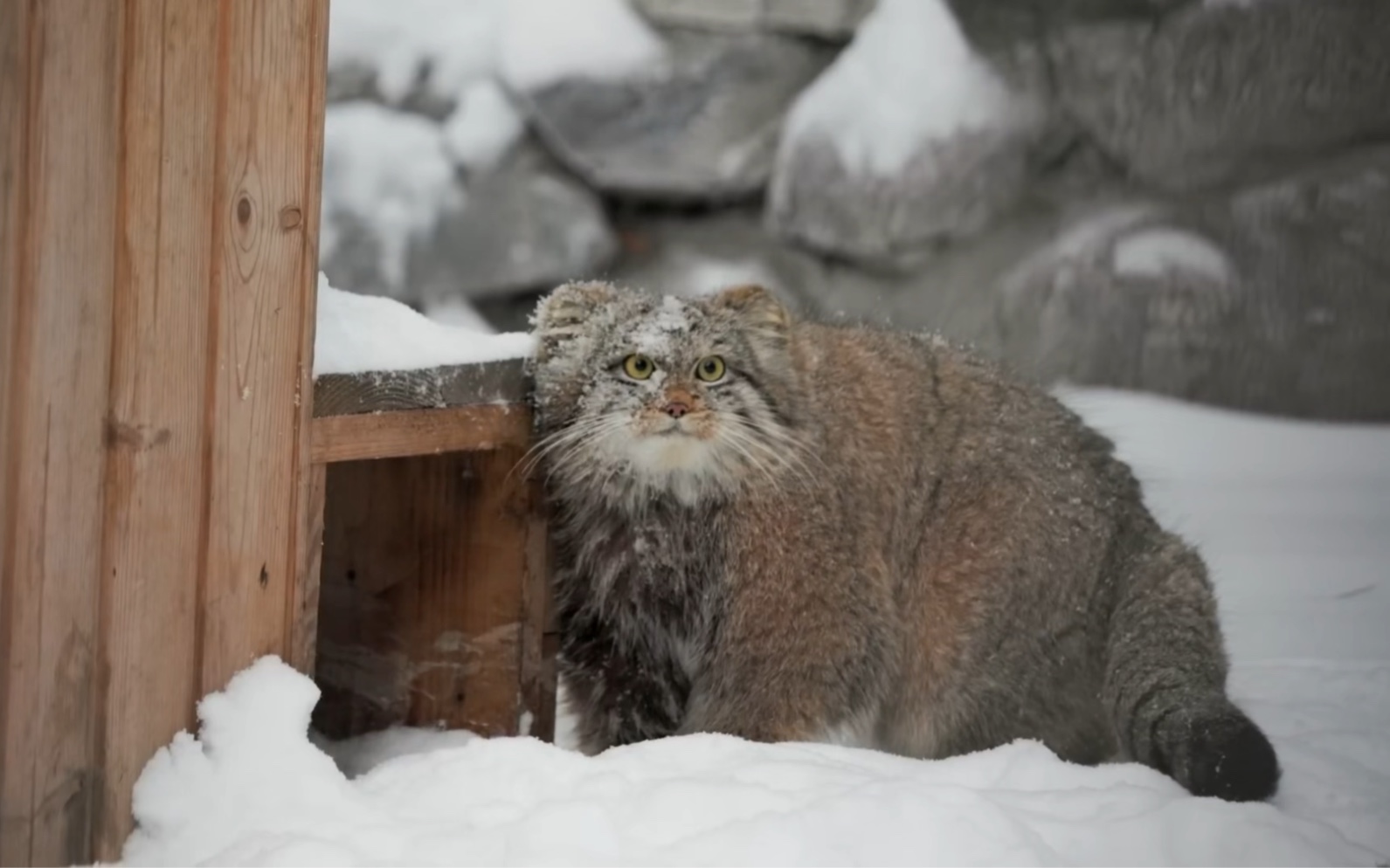 來和兔猻躲貓貓吧