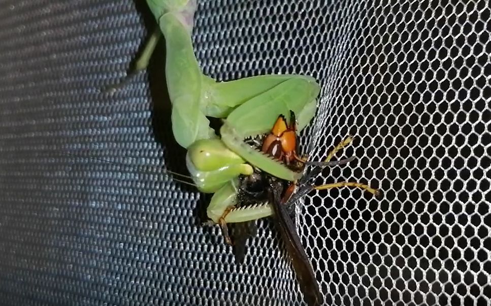 广斧螳捕食黄脚胡蜂