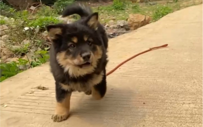 来看看乡下的广西土松,这种四眼铁包金土松,真的又霸气又好看