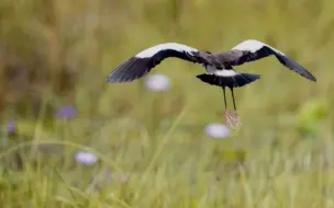 Скачать видео: 长趾麦鸡