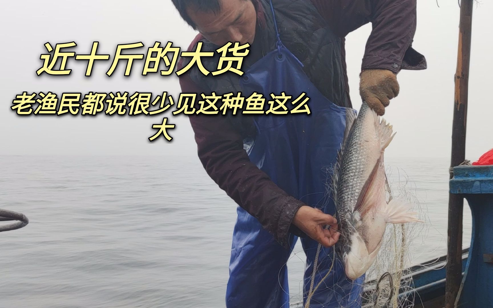 彪哥捕获一条近十斤的大货,老渔民也说这种鱼很少这么大,龙虾也上来了